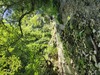 Amber Cove Tropical Forest Trek and Natural Pool Swimming Excursion Great excursion! Good slower paced option. 