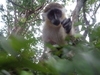 Barbados Nature Wonders and Harrisons Cave Excursion Excellent Nature Tour for Animal Lovers