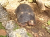 Barbados Nature Wonders and Harrisons Cave Excursion Excellent Nature Tour for Animal Lovers