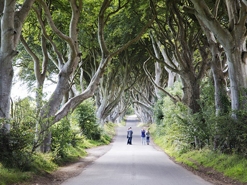 Belfast Rope Bridge Cruise Excursion Booking