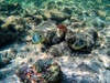 Belize Goff's Caye Island Beach Getaway and Snorkel Excursion Goff’s Caye: A Hidden Gem of Belize