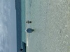 Belize Goff's Caye Island Beach Getaway and Snorkel Excursion Love!