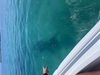 Belize Hol Chan Marine Reserve & Shark Ray Alley Snorkel Excursion Adventure with Caye Caulker Island Beach Break The absolute BEST!!!