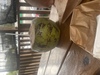 Belize Rum Factory, and Sightseeing Excursion Best Part of my Cruise