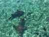 Belize Shark Ray Alley and Hol Chan Marine Reserve Snorkel Excursion shark ray alley
