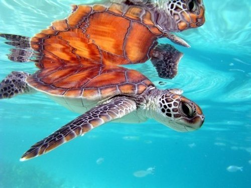 Belize City boat snorkeling Shore Excursion Prices