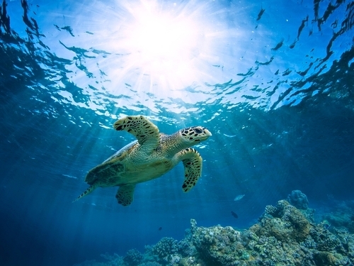 Belize  Belize City snorkeling Excursion Reviews